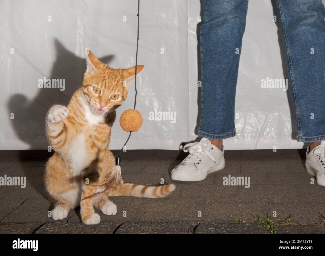 Le chat rouge joue avec un jouet dans la cour de la maison. Banque D'Images