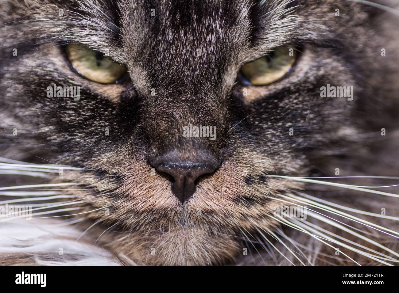 cher chat de maine coon regarde dans la vue macro de l'appareil photo Banque D'Images