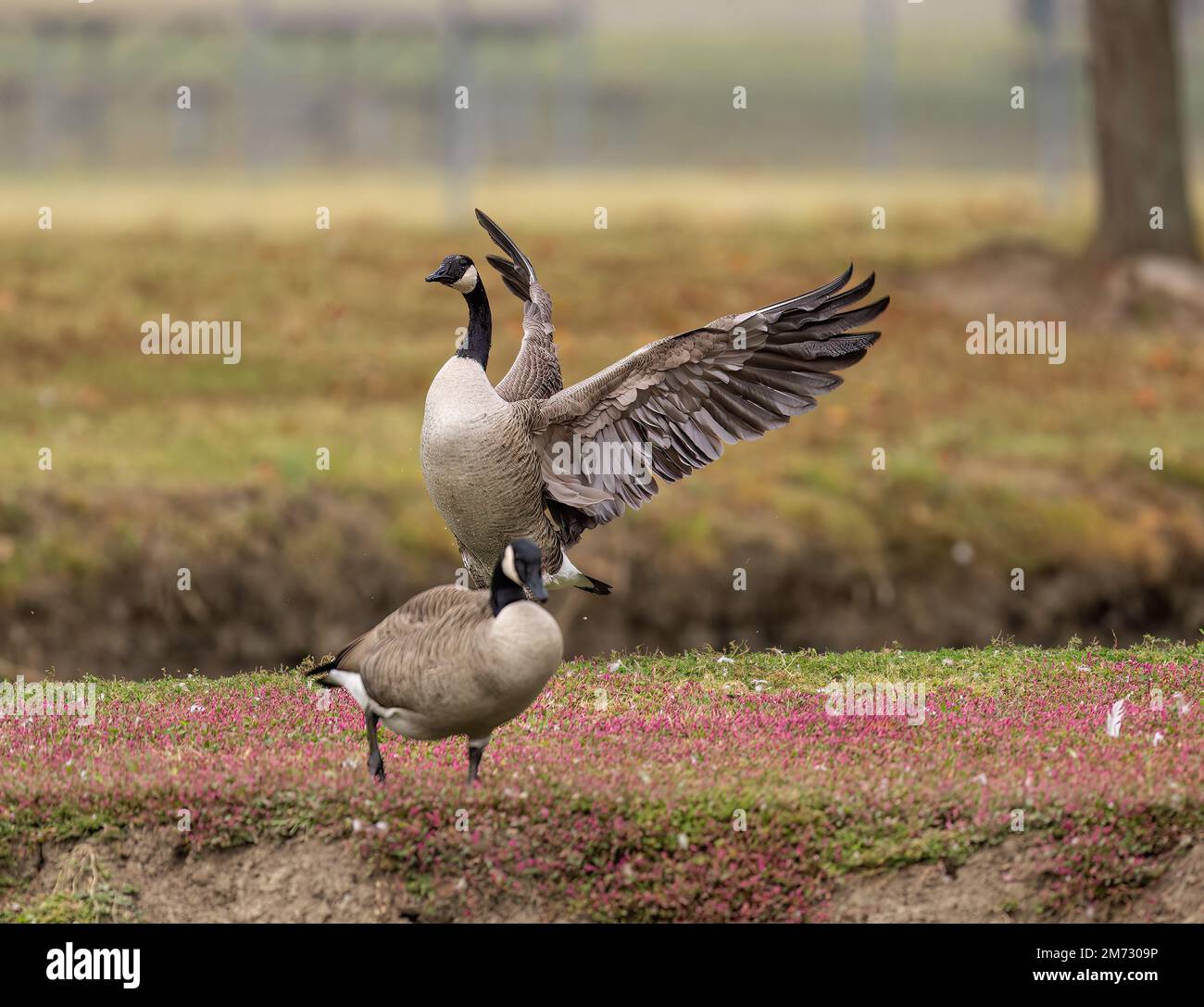 Une oie canadienne avec des ailes étirées dans un parc Banque D'Images