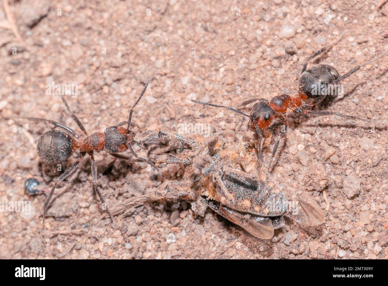 Deux fourmis de bois rouge Formica rufa portent leur proie d'insecte sur le sol sableux Banque D'Images