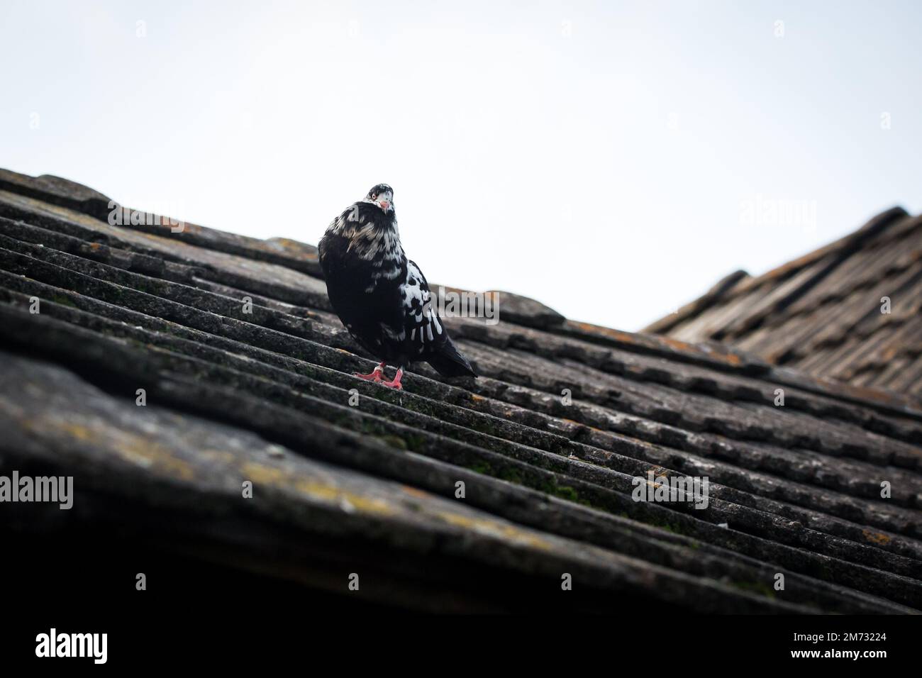 Waldviertler Kröpfer Taube (Waldviertel cropper pigeon), race de pigeon en danger de disparition dans la région de Waldviertel, Autriche Banque D'Images Waldviertler Kröpfer Taube (Waldviertel cropper pigeon), race de pigeon en danger de disparition dans la région de Waldviertel, Autriche Banque D'Images