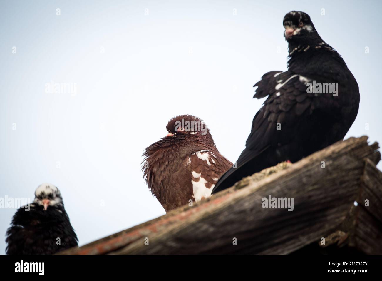 Waldviertler Kröpfer Taube (Waldviertel cropper pigeon), race de pigeon en danger de disparition dans la région de Waldviertel, Autriche Banque D'Images Waldviertler Kröpfer Taube (Waldviertel cropper pigeon), race de pigeon en danger de disparition dans la région de Waldviertel, Autriche Banque D'Images