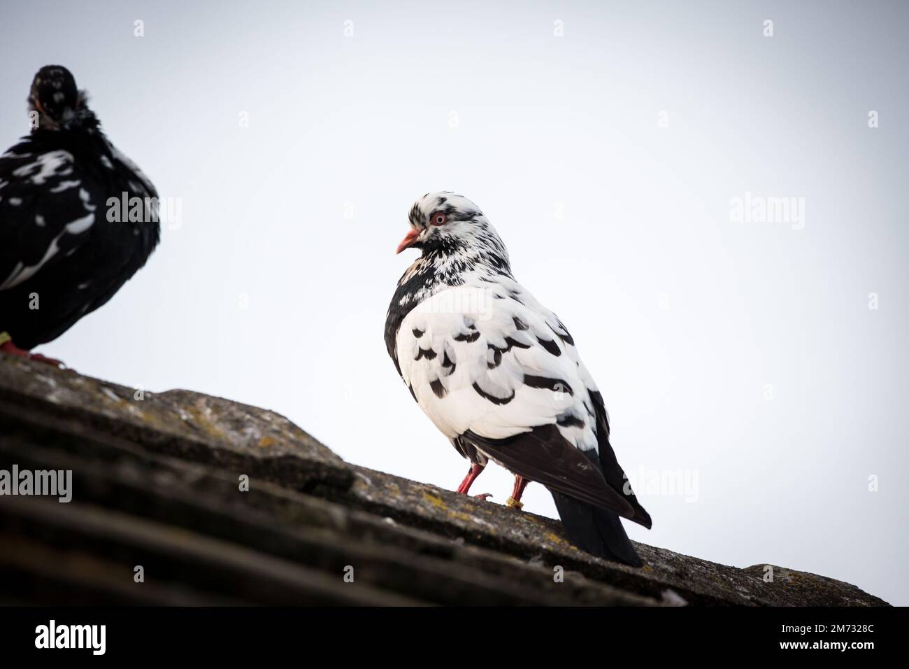 Waldviertler Kröpfer Taube (Waldviertel cropper pigeon), race de pigeon en danger de disparition dans la région de Waldviertel, Autriche Banque D'Images Waldviertler Kröpfer Taube (Waldviertel cropper pigeon), race de pigeon en danger de disparition dans la région de Waldviertel, Autriche Banque D'Images