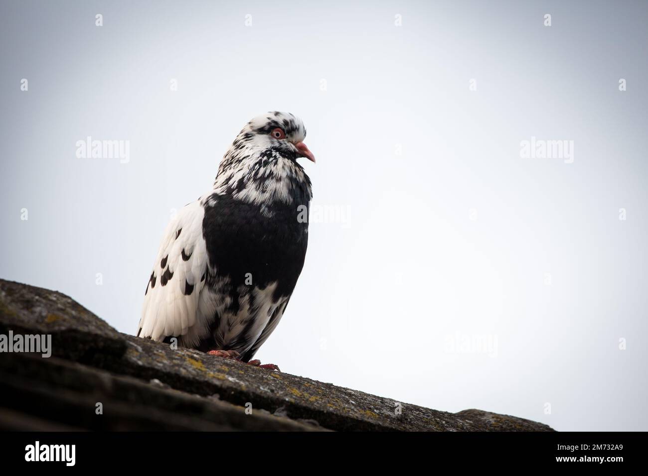 Waldviertler Kröpfer Taube (Waldviertel cropper pigeon), race de pigeon en danger de disparition dans la région de Waldviertel, Autriche Banque D'Images Waldviertler Kröpfer Taube (Waldviertel cropper pigeon), race de pigeon en danger de disparition dans la région de Waldviertel, Autriche Banque D'Images