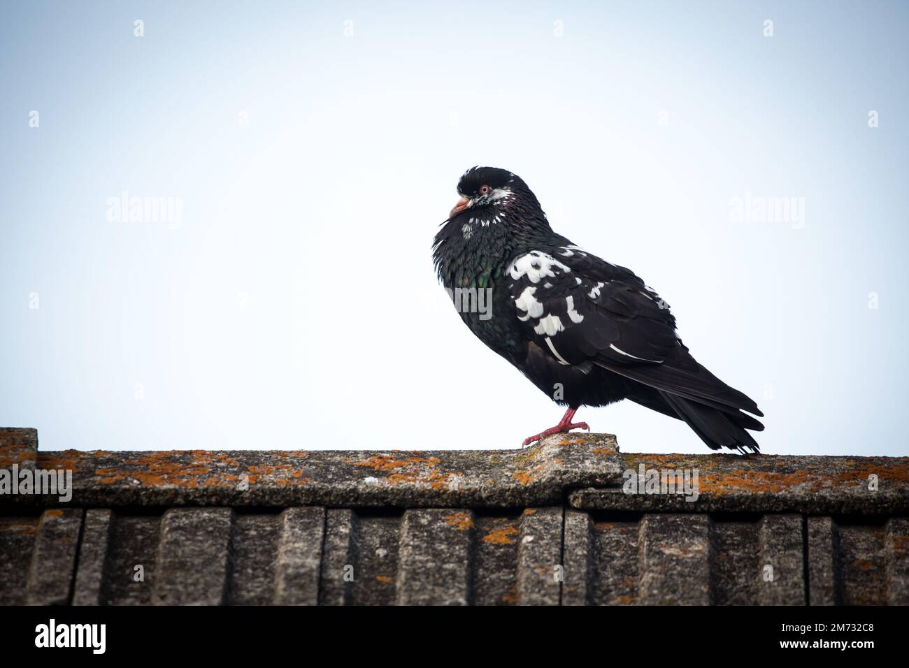 Waldviertler Kröpfer Taube (Waldviertel cropper pigeon), race de pigeon en danger de disparition dans la région de Waldviertel, Autriche Banque D'Images Waldviertler Kröpfer Taube (Waldviertel cropper pigeon), race de pigeon en danger de disparition dans la région de Waldviertel, Autriche Banque D'Images