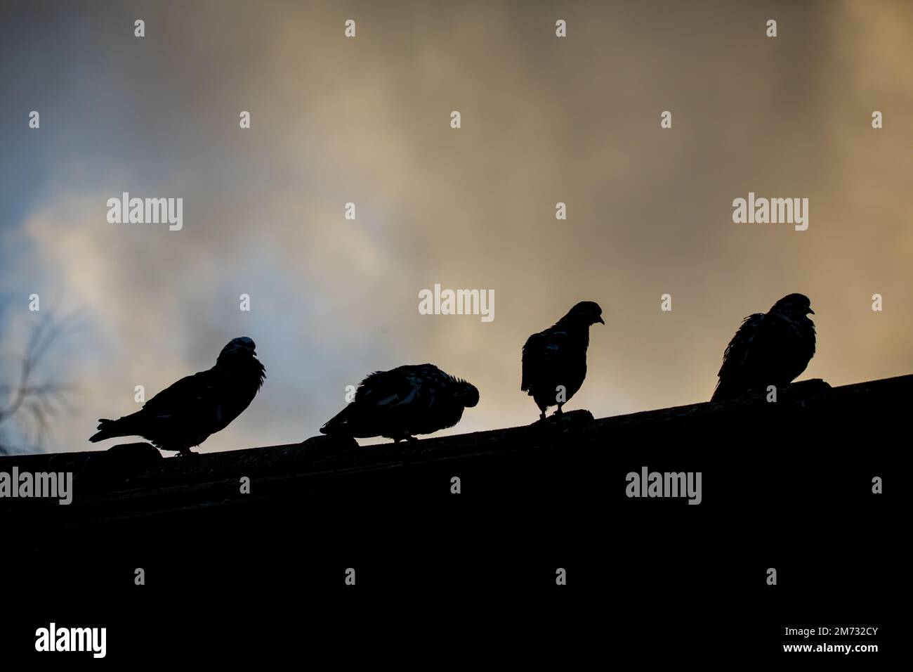 Waldviertler Kröpfer Taube (Waldviertel cropper pigeon), race de pigeon en danger de disparition dans la région de Waldviertel, Autriche Banque D'Images