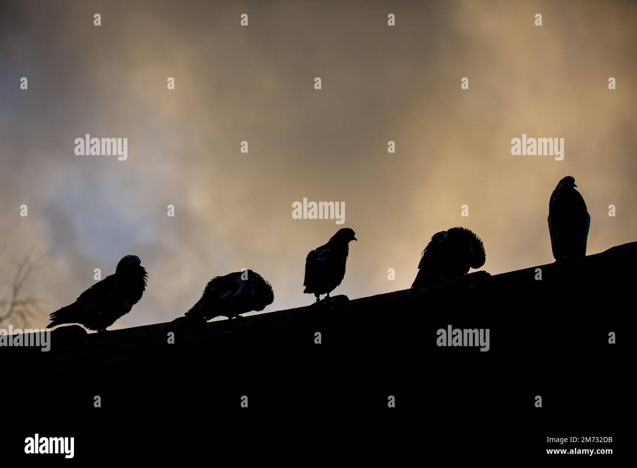 Waldviertler Kröpfer Taube (Waldviertel cropper pigeon), race de pigeon en danger de disparition dans la région de Waldviertel, Autriche Banque D'Images Waldviertler Kröpfer Taube (Waldviertel cropper pigeon), race de pigeon en danger de disparition dans la région de Waldviertel, Autriche Banque D'Images