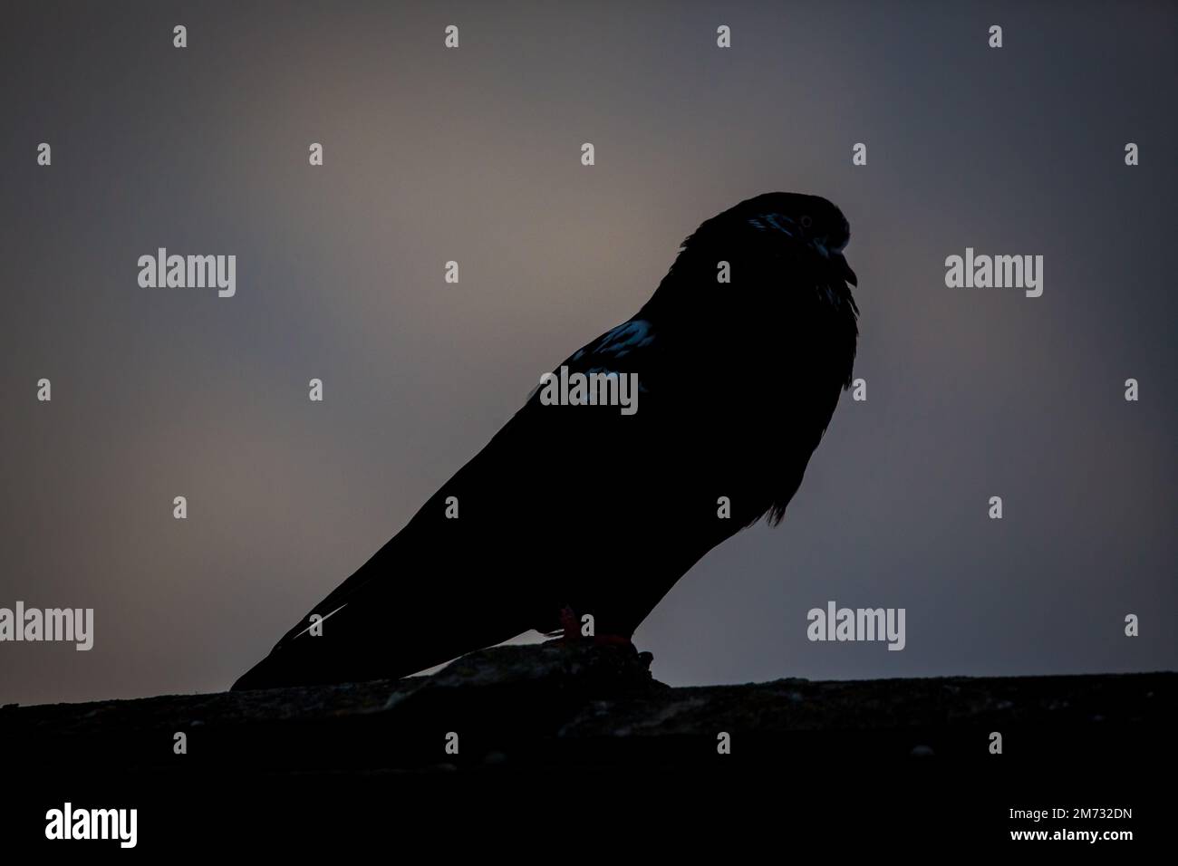 Waldviertler Kröpfer Taube (Waldviertel cropper pigeon), race de pigeon en danger de disparition dans la région de Waldviertel, Autriche Banque D'Images