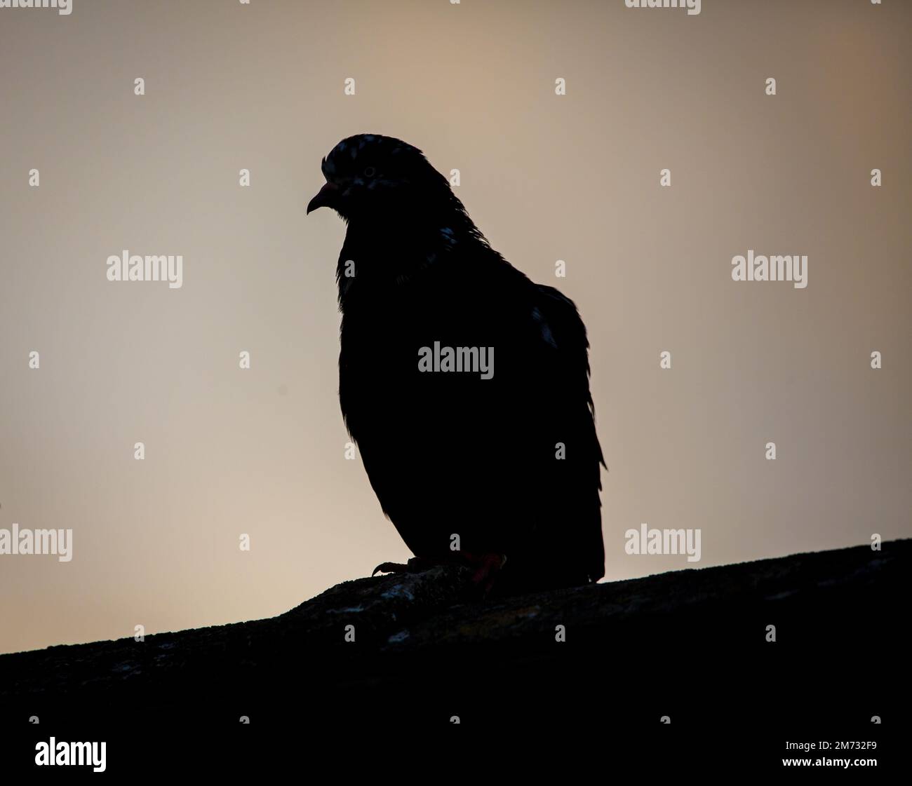 Waldviertler Kröpfer Taube (Waldviertel cropper pigeon), race de pigeon en danger de disparition dans la région de Waldviertel, Autriche Banque D'Images Waldviertler Kröpfer Taube (Waldviertel cropper pigeon), race de pigeon en danger de disparition dans la région de Waldviertel, Autriche Banque D'Images