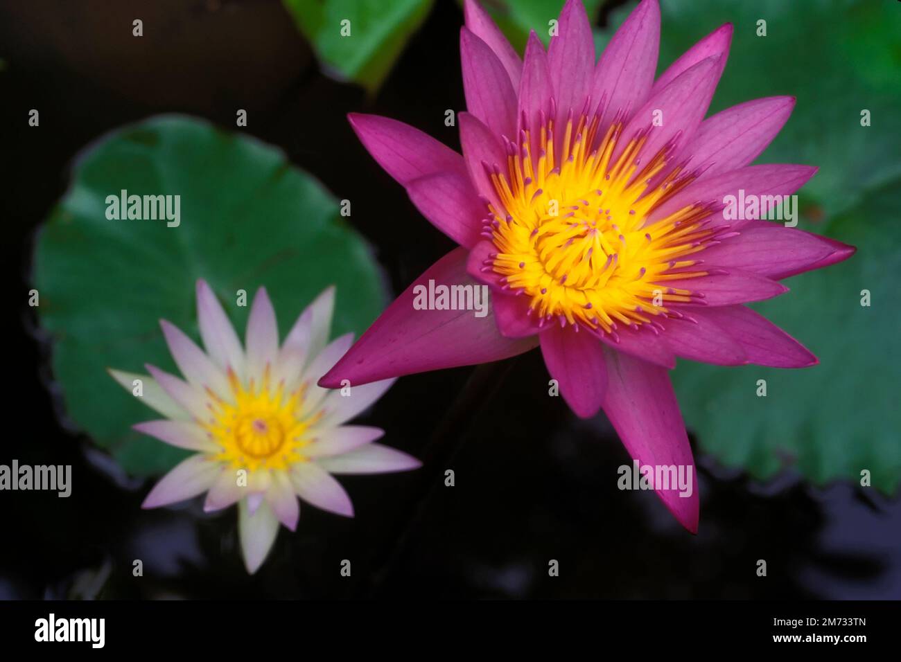 Le genre Sai lotus ou nénuphars ou Nymphaea est un type de plante aquatique. Banque D'Images