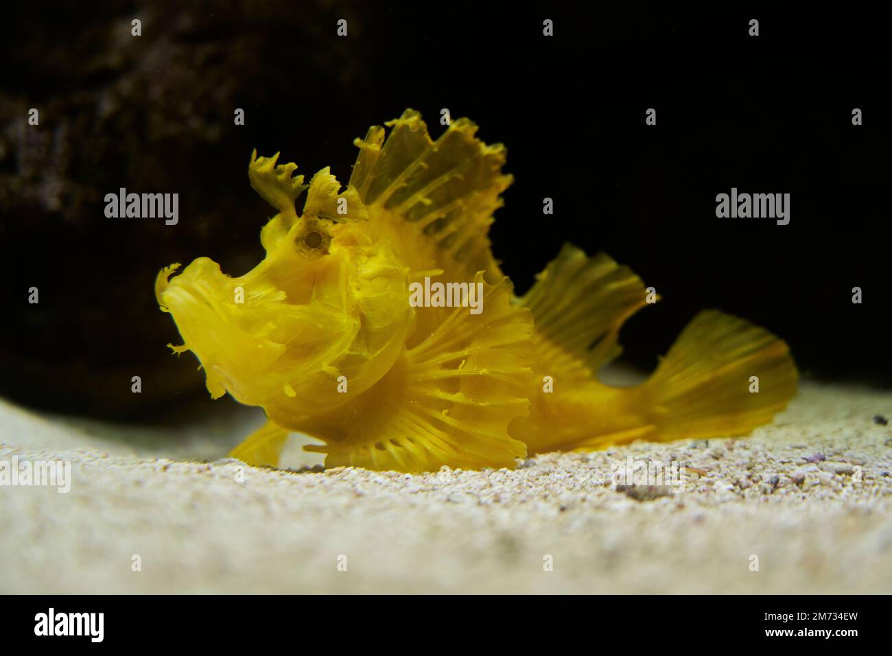 Muenster, Allemagne - 07 30 2022: Rhinopias frondosa, le scorpionfish de mauvaises herbes, également le poisson de mauvaises herbes, est une espèce marine jaune vif. Banque D'Images