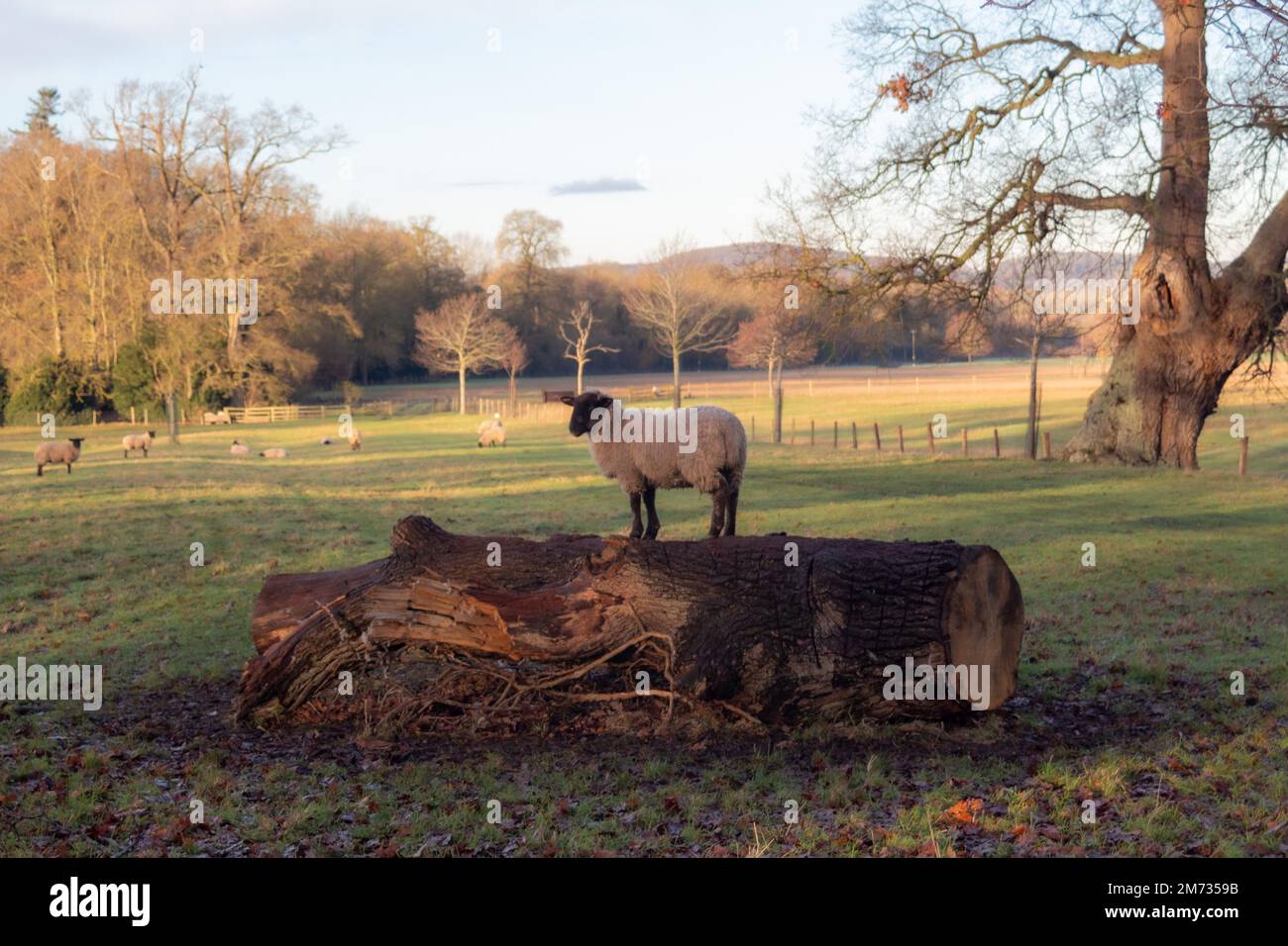 Le mouton Cotswold sur une rondins Banque D'Images