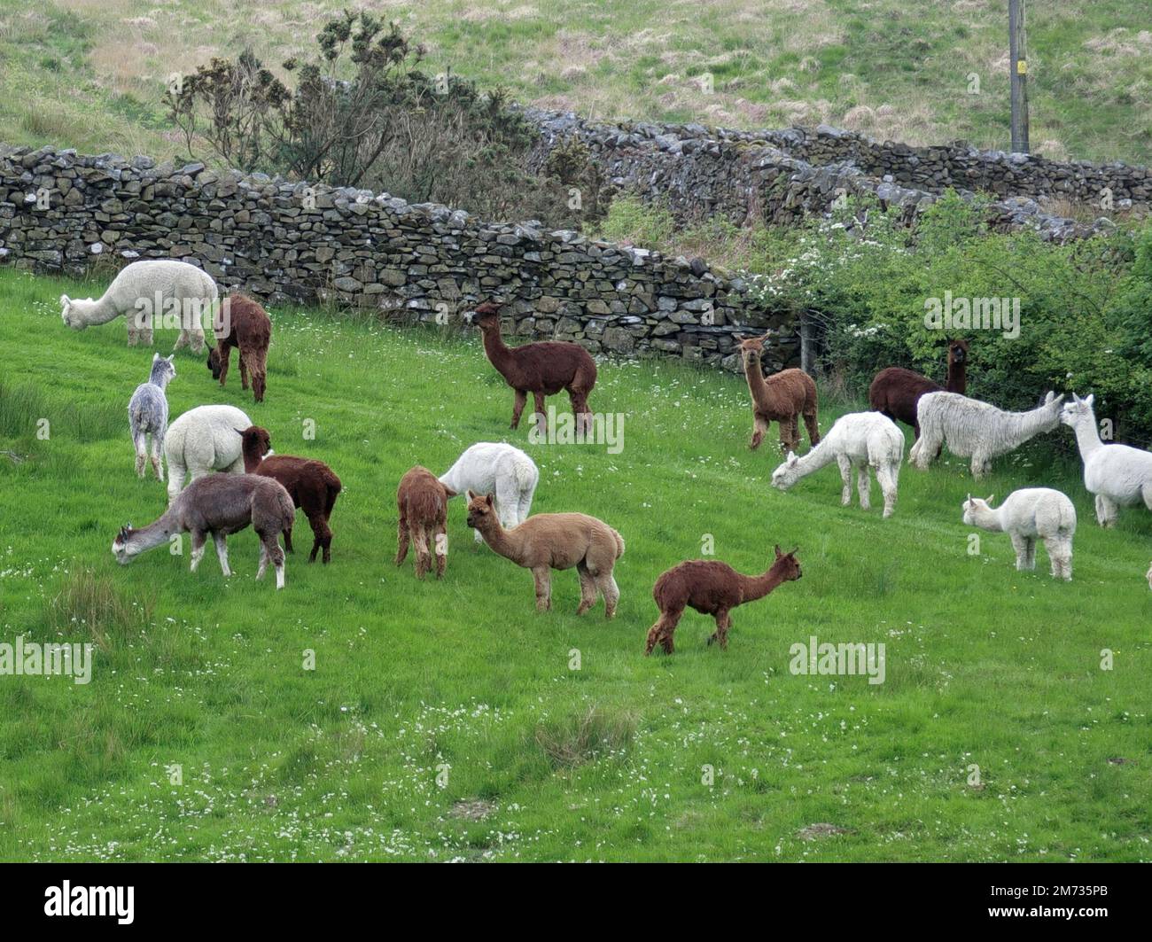 Troupeau d'Alpacas pâturage dans un champ, Royaume-Uni Banque D'Images