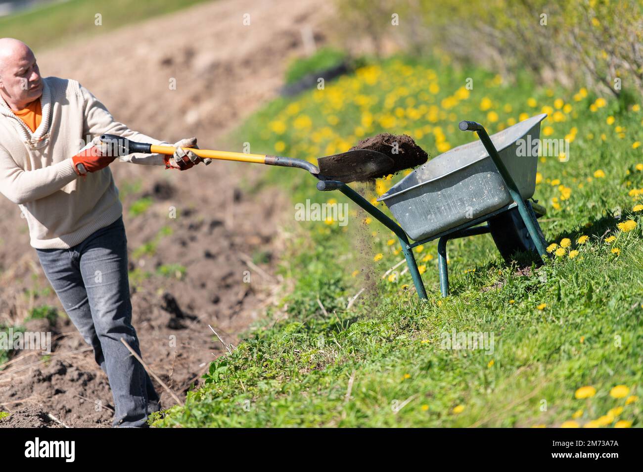 Homme d'âge moyen travaillant avec des outils de jardin, une pelle et une brouette sur le site d'une maison de campagne. Banque D'Images
