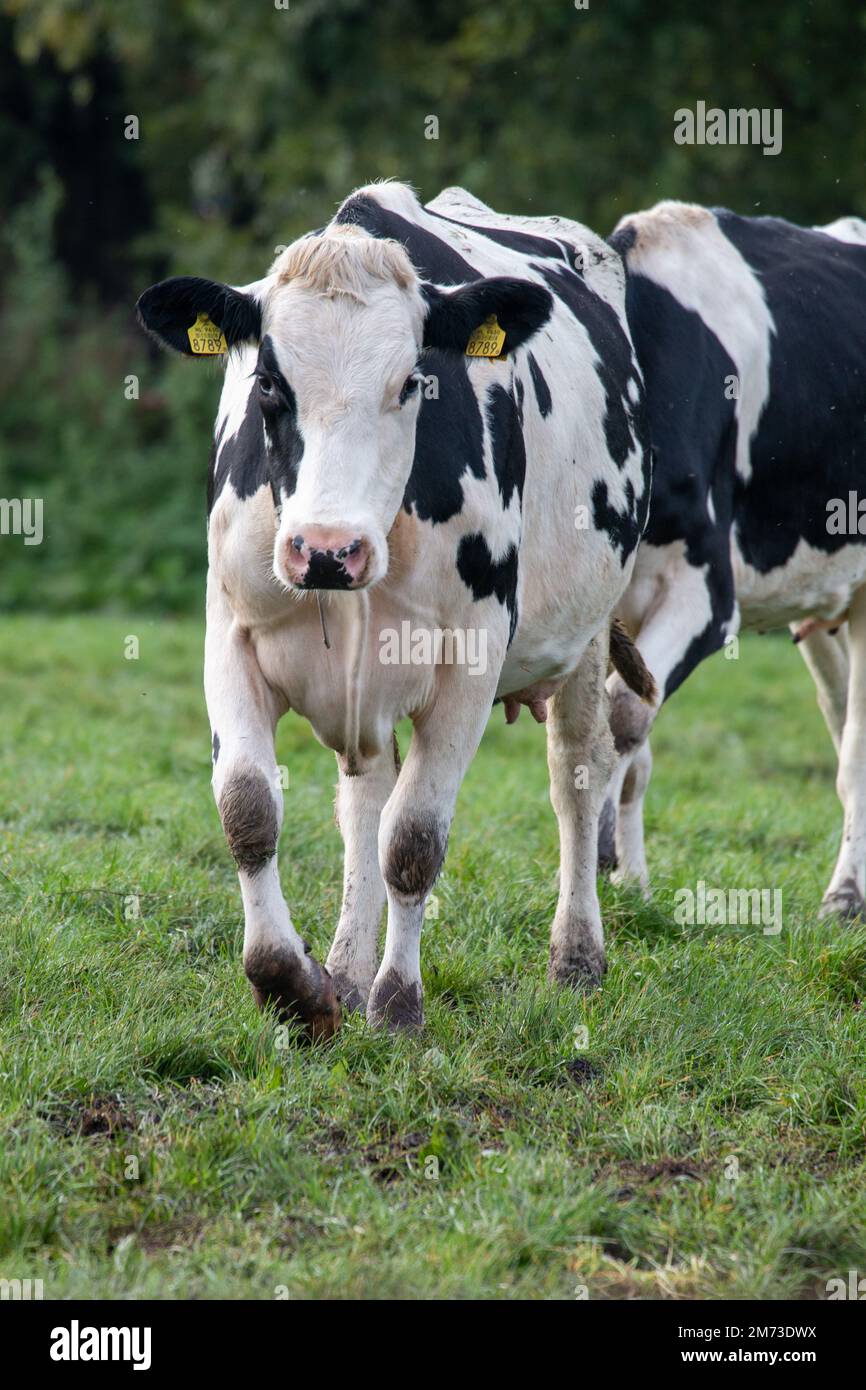 Un cliché vertical d'une vache dans le champ Banque D'Images