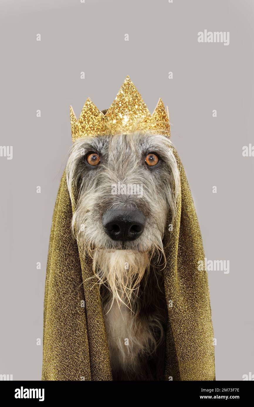 Chien habillé comme un roi célébrant le carnaval, la Saint-Sylvestre et halloween portant une couronne d'or. Isolé sur fond gris Banque D'Images