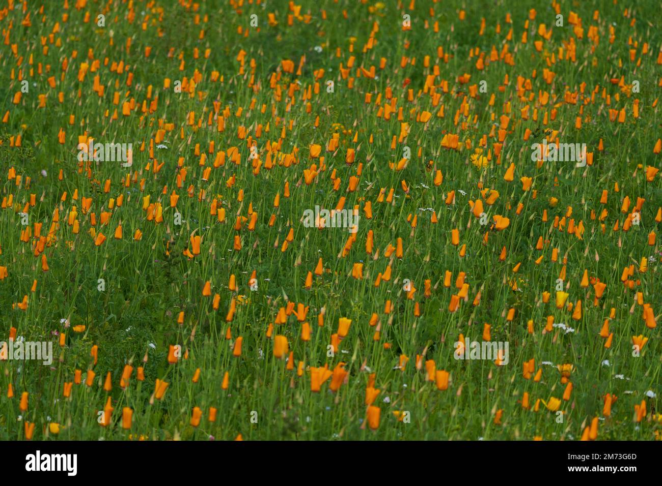 Terrain inutilisé planté de fleurs sauvages lors d'un essai à Kelso, en Écosse Banque D'Images