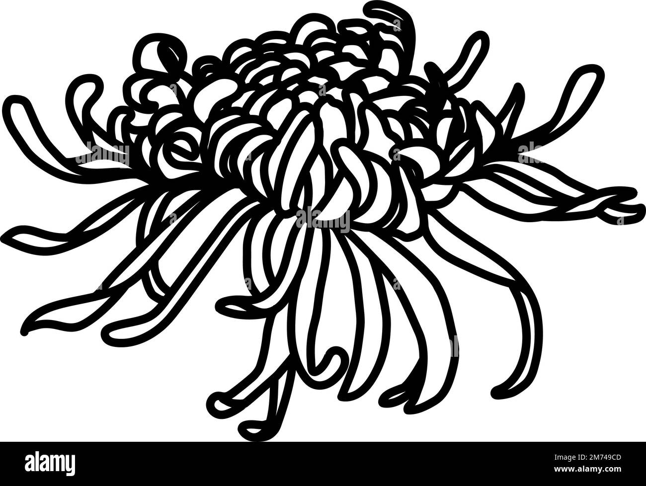 Aquarelle fleur lignes noires. Fleurs fleuries dessinées à la main avec aquarelle sur un fond blanc isolé. Parfait pour les invitations à un mariage. Banque D'Images
