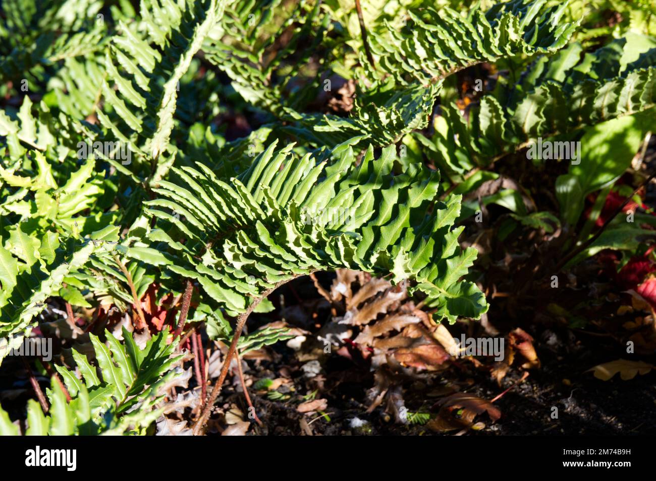 Fern Blechum chilense Fern dur chilien dans le jardin britannique octobre Banque D'Images