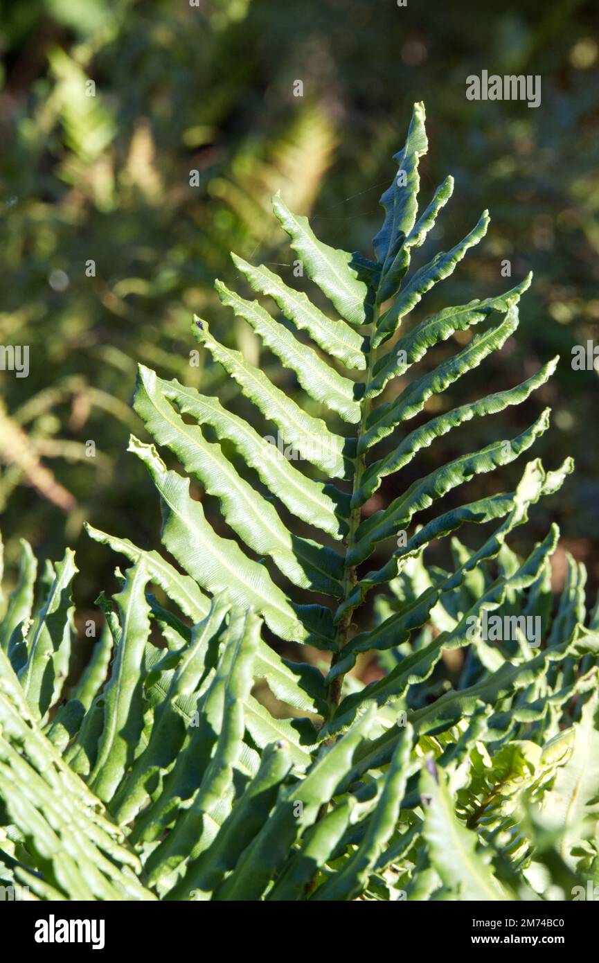 Fern Blechum chilense Fern dur chilien dans le jardin britannique octobre Banque D'Images