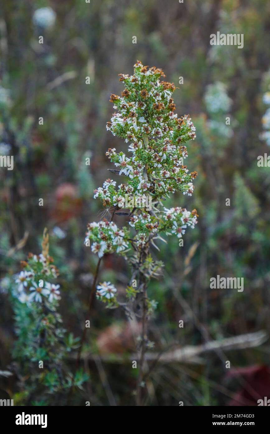 Gros plan vertical de montagnes russes blanches en pleine croissance dans le jardin avec un arrière-plan flou Banque D'Images