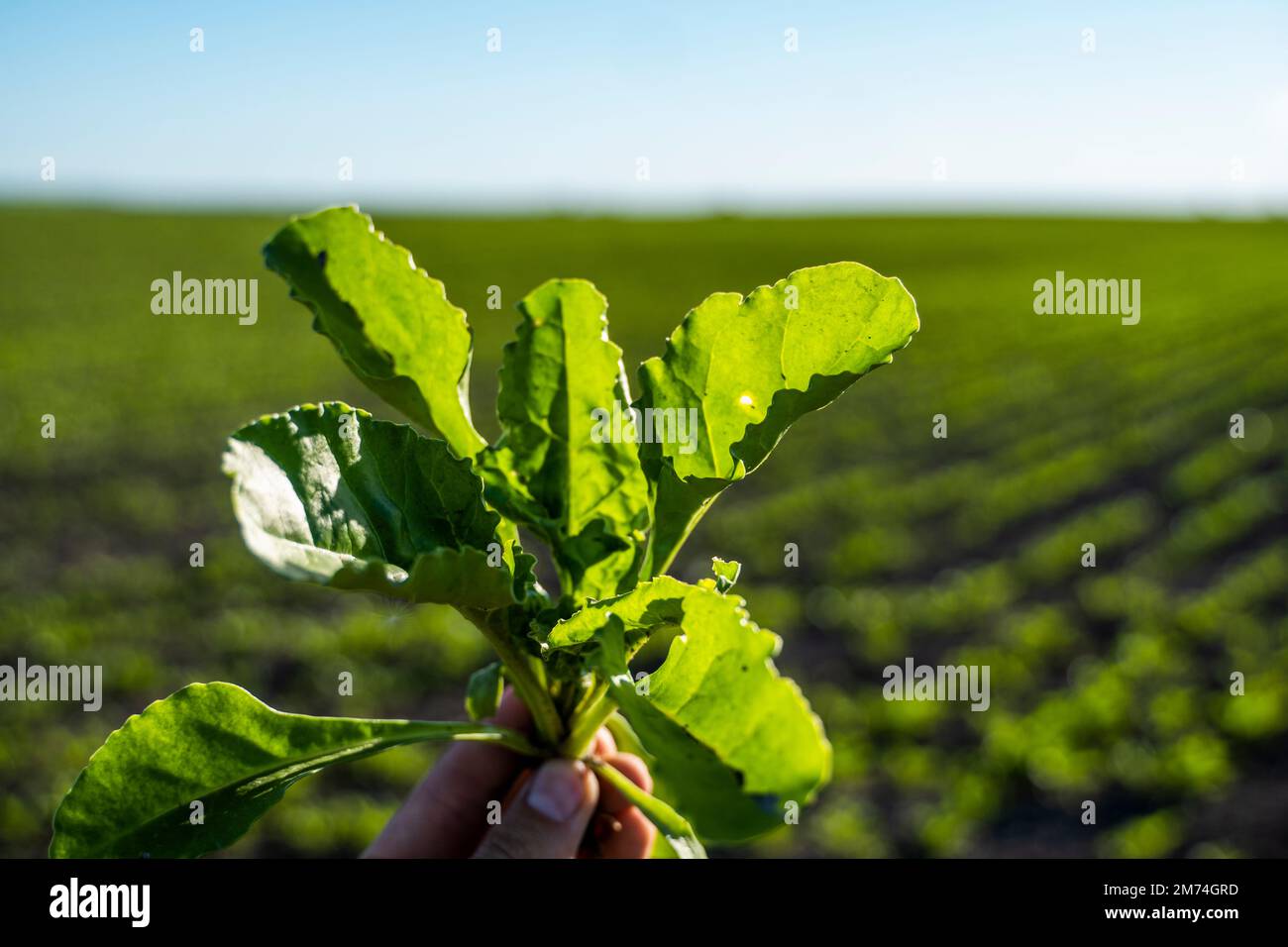 Feuilles de jeunes plants de betteraves dans la main de fermier. Agriculteur tenant la racine de betterave pousse avec racine et recherche la croissance des plantes. Banque D'Images