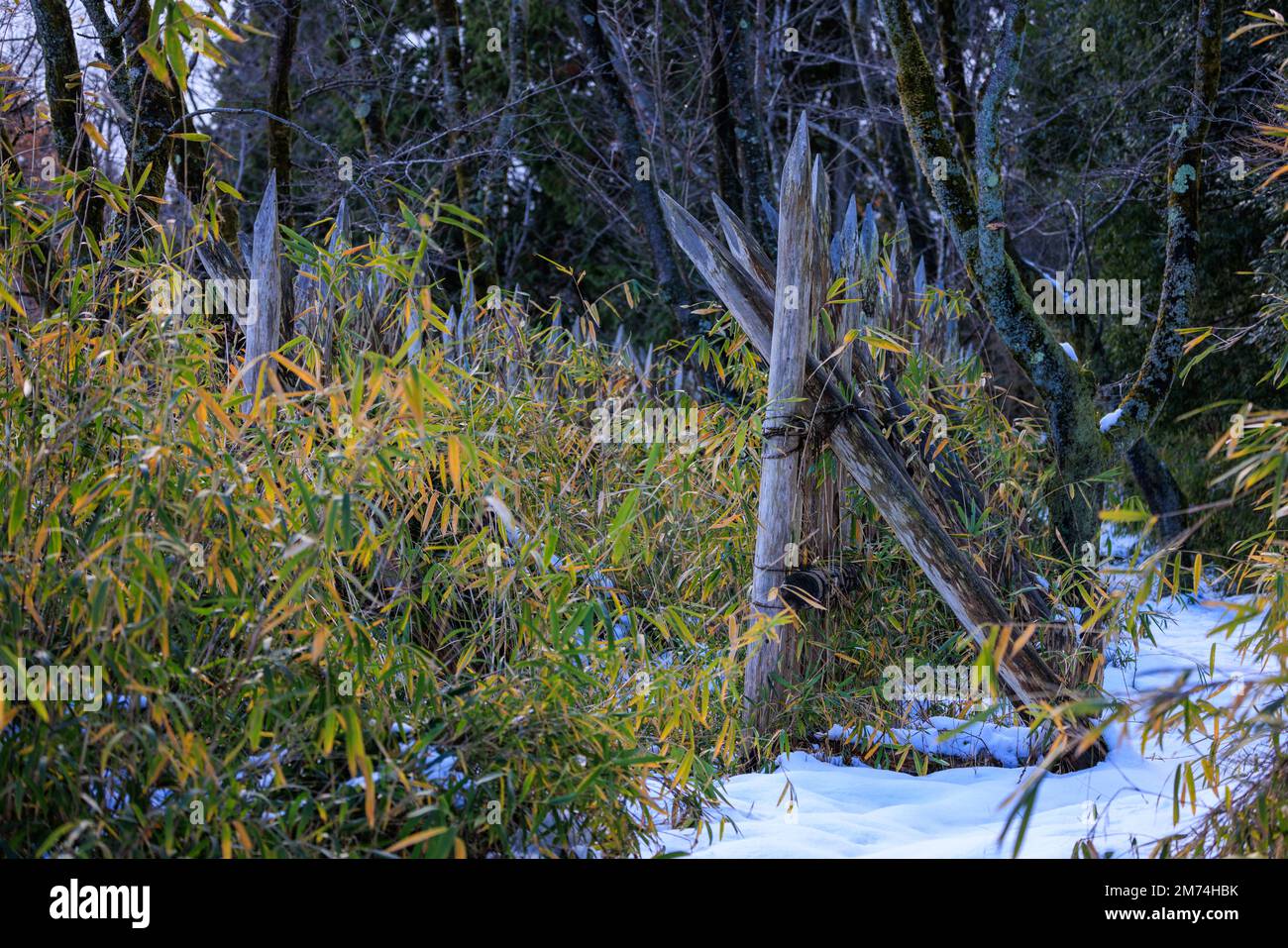 Les piquets en bois affûtés forment une ligne défensive dans la forêt d'hiver Banque D'Images