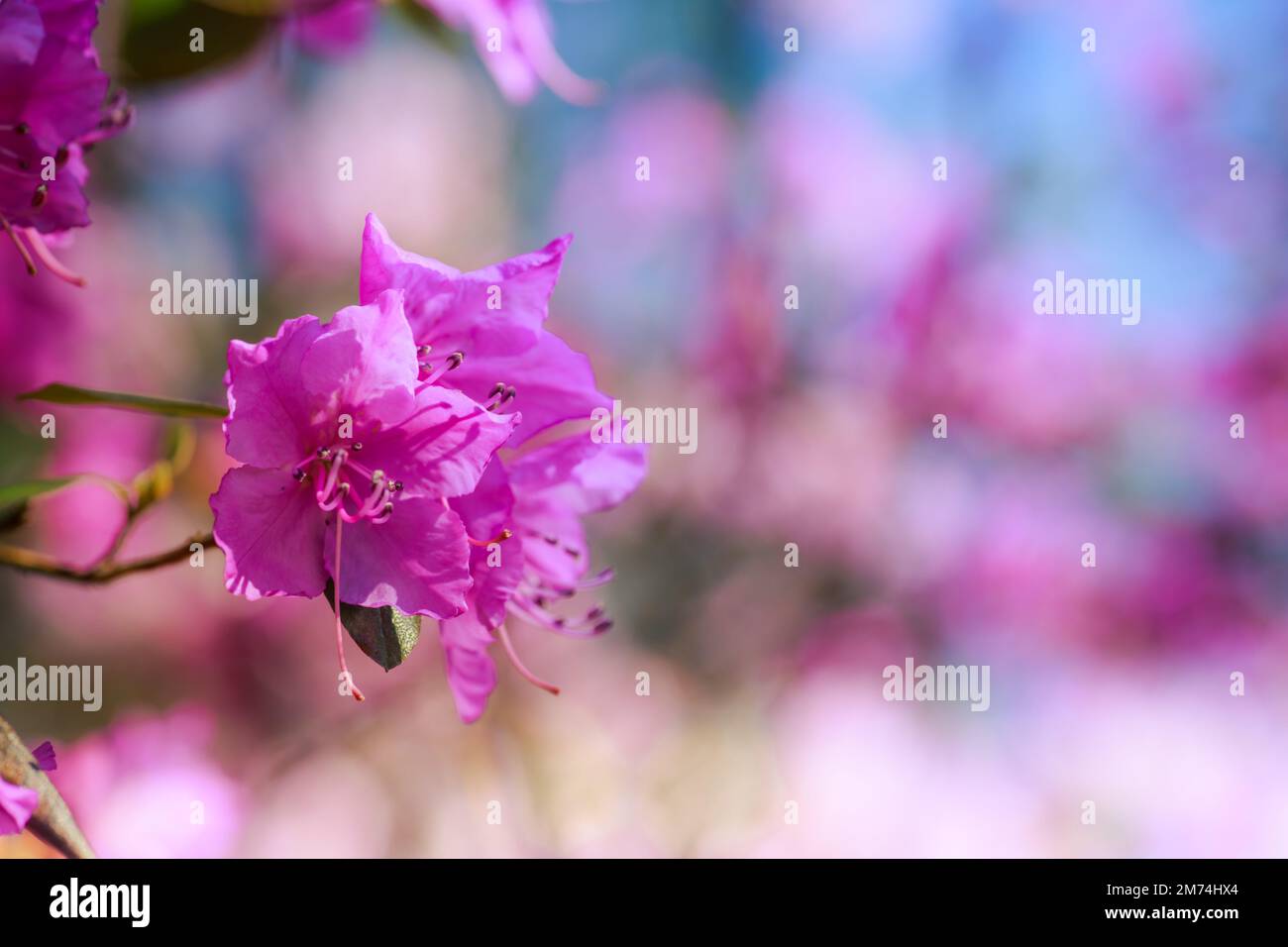 Branche avec des fleurs azalées sur fond de couleurs roses floues et ciel bleu. Fond floral. Copier l'espace. Banque D'Images