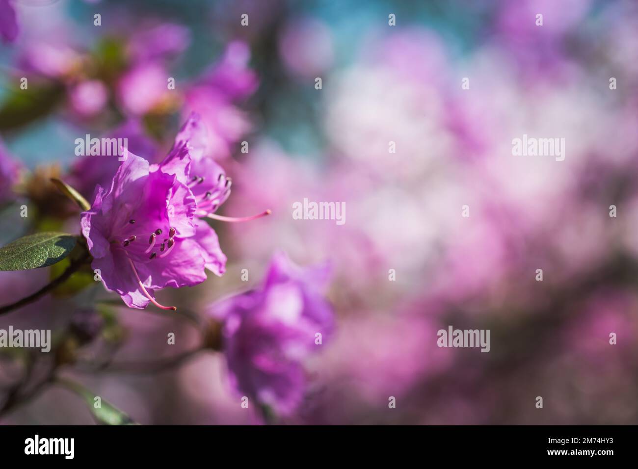 Branche avec des fleurs azalées sur fond de couleurs roses floues et ciel bleu. Fond floral. Copier l'espace. Banque D'Images