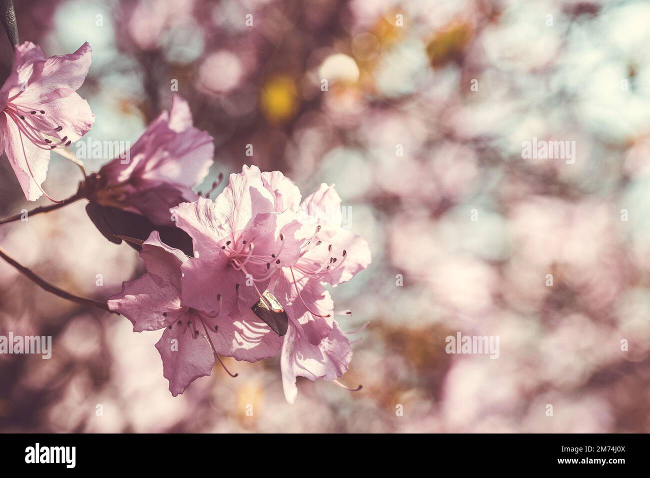 Branche avec des fleurs azalées sur fond de couleurs roses floues et ciel bleu. Fond floral. Copier l'espace. Banque D'Images
