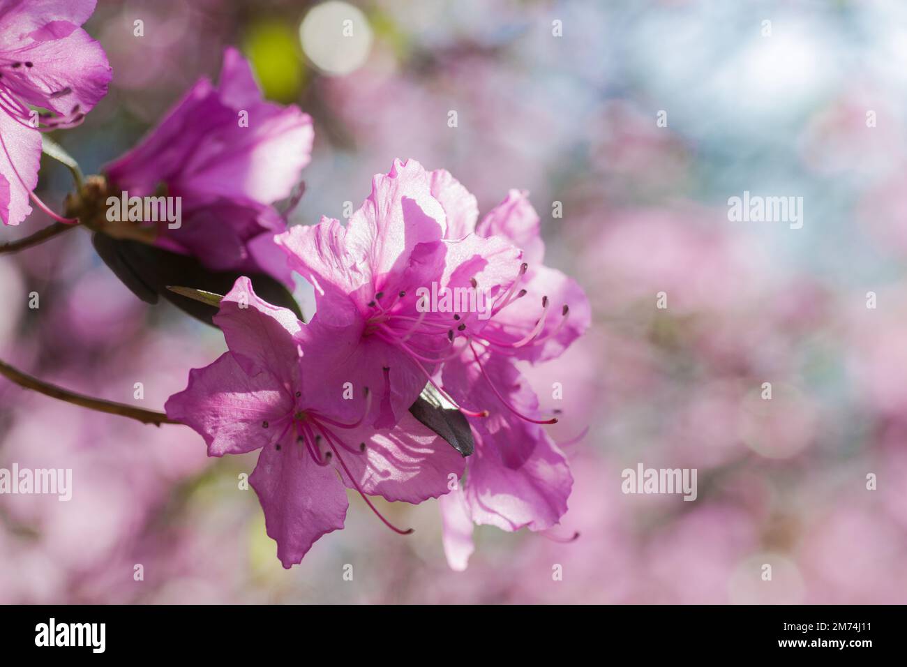 Branche avec des fleurs azalées sur fond de couleurs roses floues et ciel bleu. Fond floral. Copier l'espace. Banque D'Images