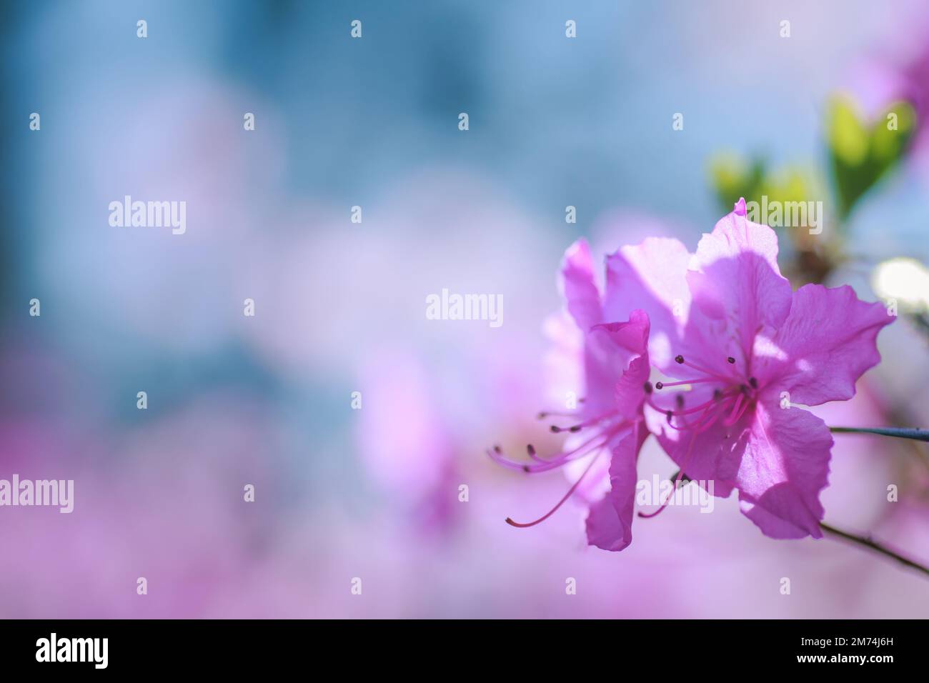 Branche avec des fleurs azalées sur fond de couleurs roses floues et ciel bleu. Fond floral. Copier l'espace. Banque D'Images
