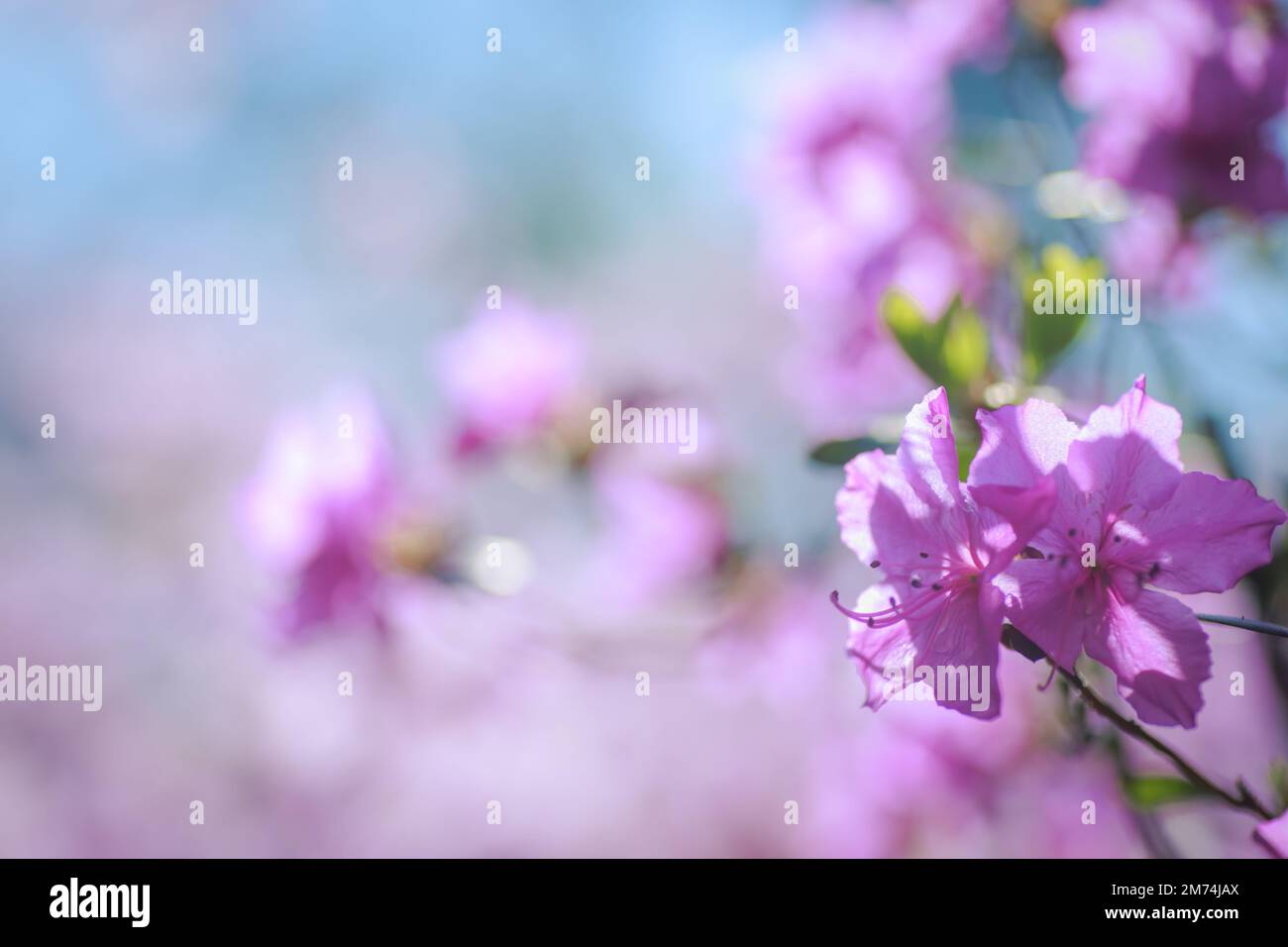 Branche avec des fleurs azalées sur fond de couleurs roses floues et ciel bleu. Fond floral. Copier l'espace. Banque D'Images