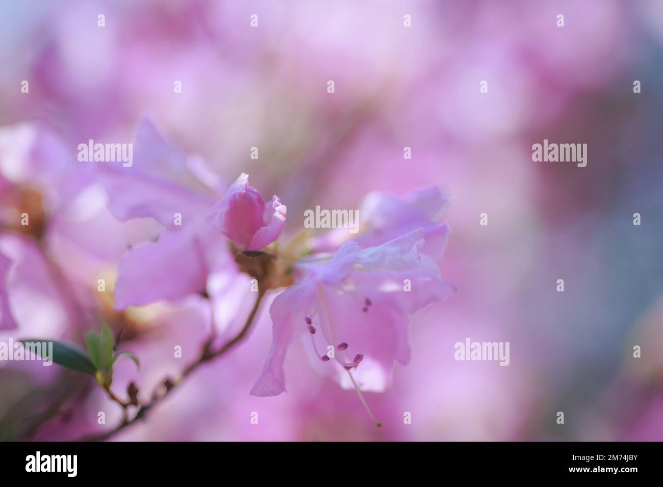 Une fleur d'azalée rose sur un fond de couleurs roses floues et de ciel bleu. Fond floral. Banque D'Images Une fleur d'azalée rose sur un fond de couleurs roses floues et de ciel bleu. Fond floral. Banque D'Images