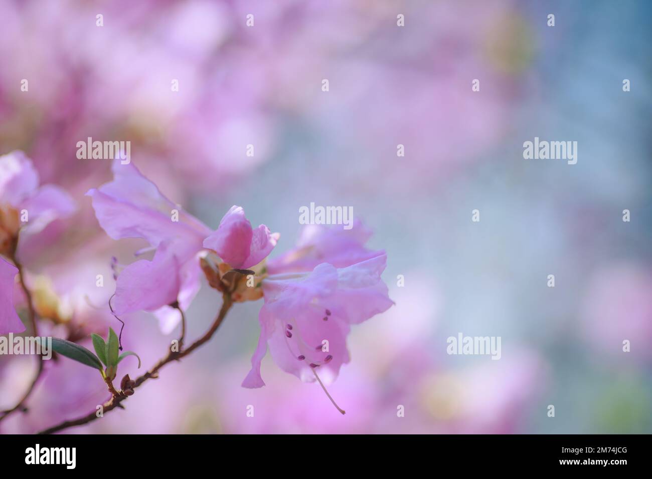 Une fleur d'azalée rose sur un fond de couleurs roses floues et de ciel bleu. Fond floral. Banque D'Images Une fleur d'azalée rose sur un fond de couleurs roses floues et de ciel bleu. Fond floral. Banque D'Images