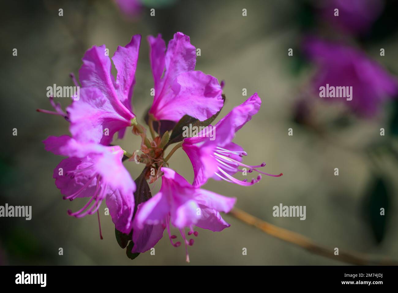 Branche avec des fleurs azalées sur fond de couleurs roses floues et ciel bleu. Fond floral. Copier l'espace. Banque D'Images