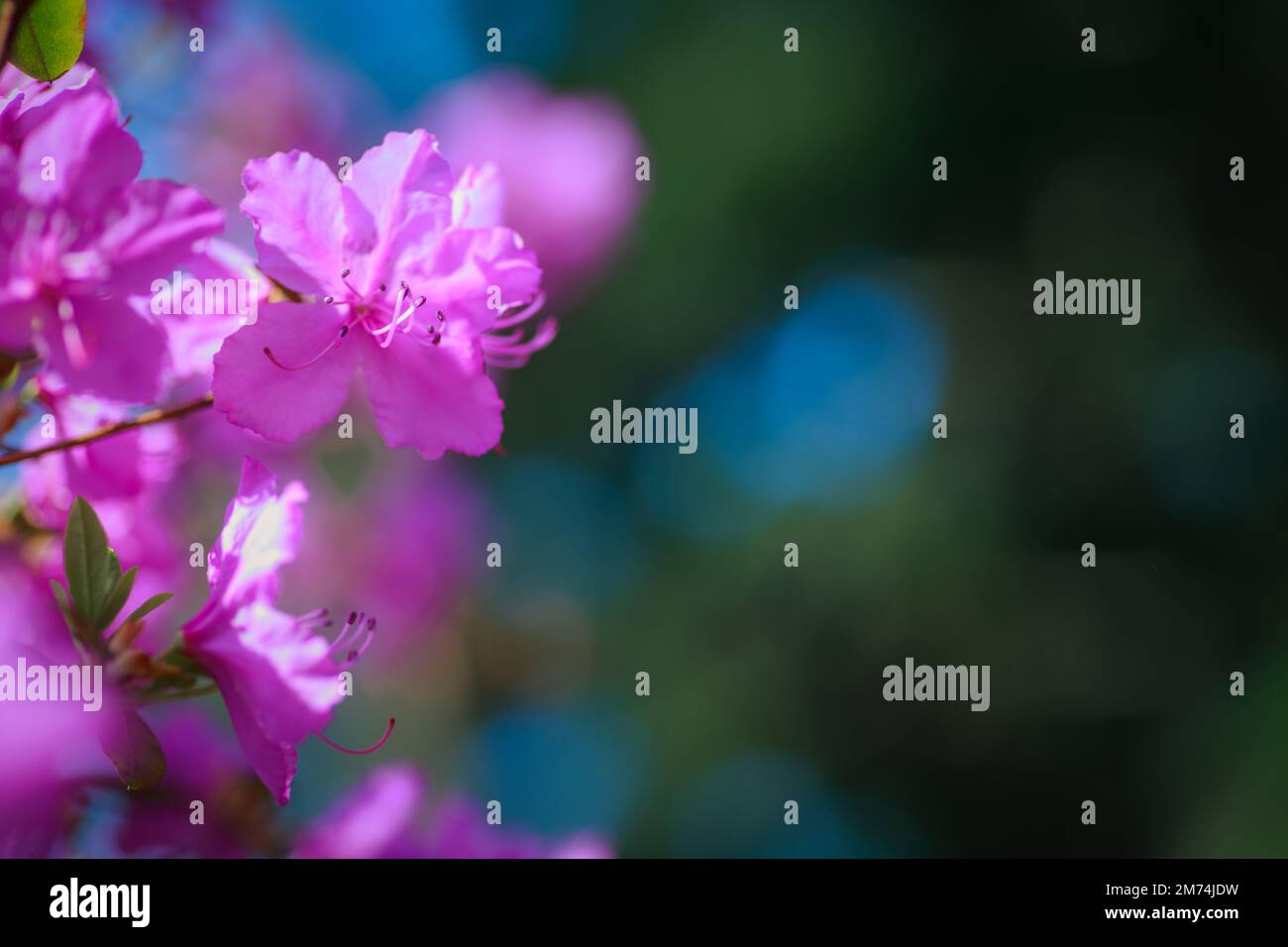 Branche avec des fleurs azalées sur fond de couleurs roses floues et ciel bleu. Fond floral. Copier l'espace. Banque D'Images