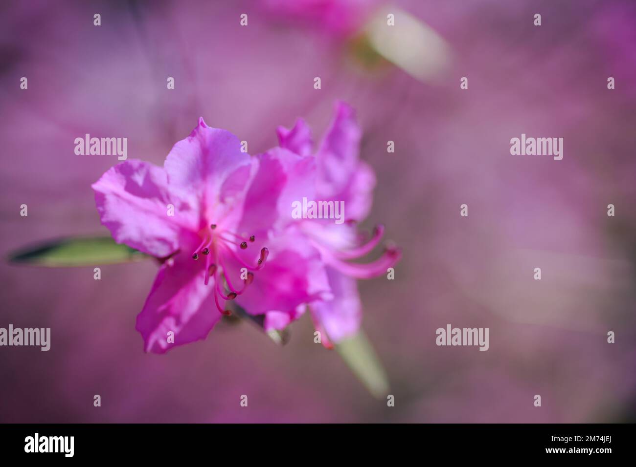 Branche avec des fleurs azalées sur fond de couleurs roses floues et ciel bleu. Fond floral. Copier l'espace. Banque D'Images