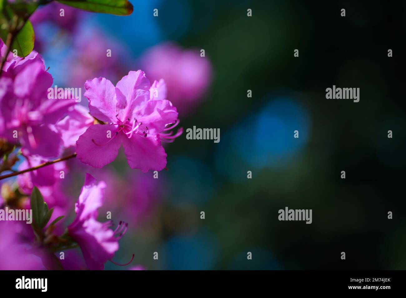 Branche avec des fleurs azalées sur fond de couleurs roses floues et ciel bleu. Fond floral. Copier l'espace. Banque D'Images
