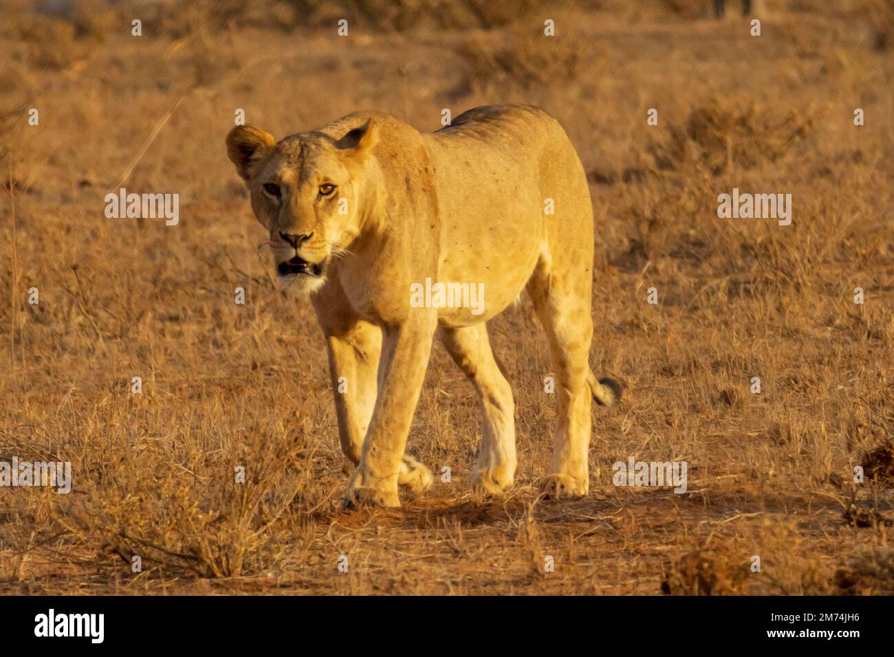 Lion féminin à Tsavo est Banque D'Images
