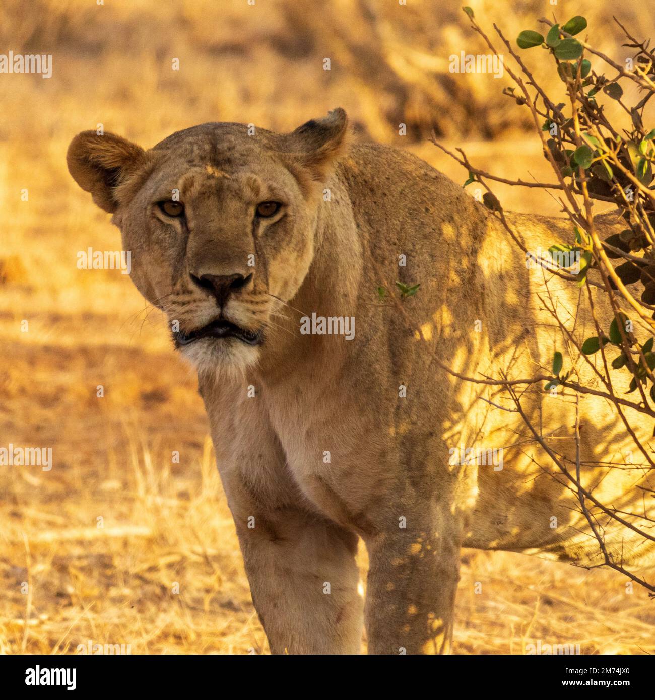 Lion féminin à Tsavo est Banque D'Images