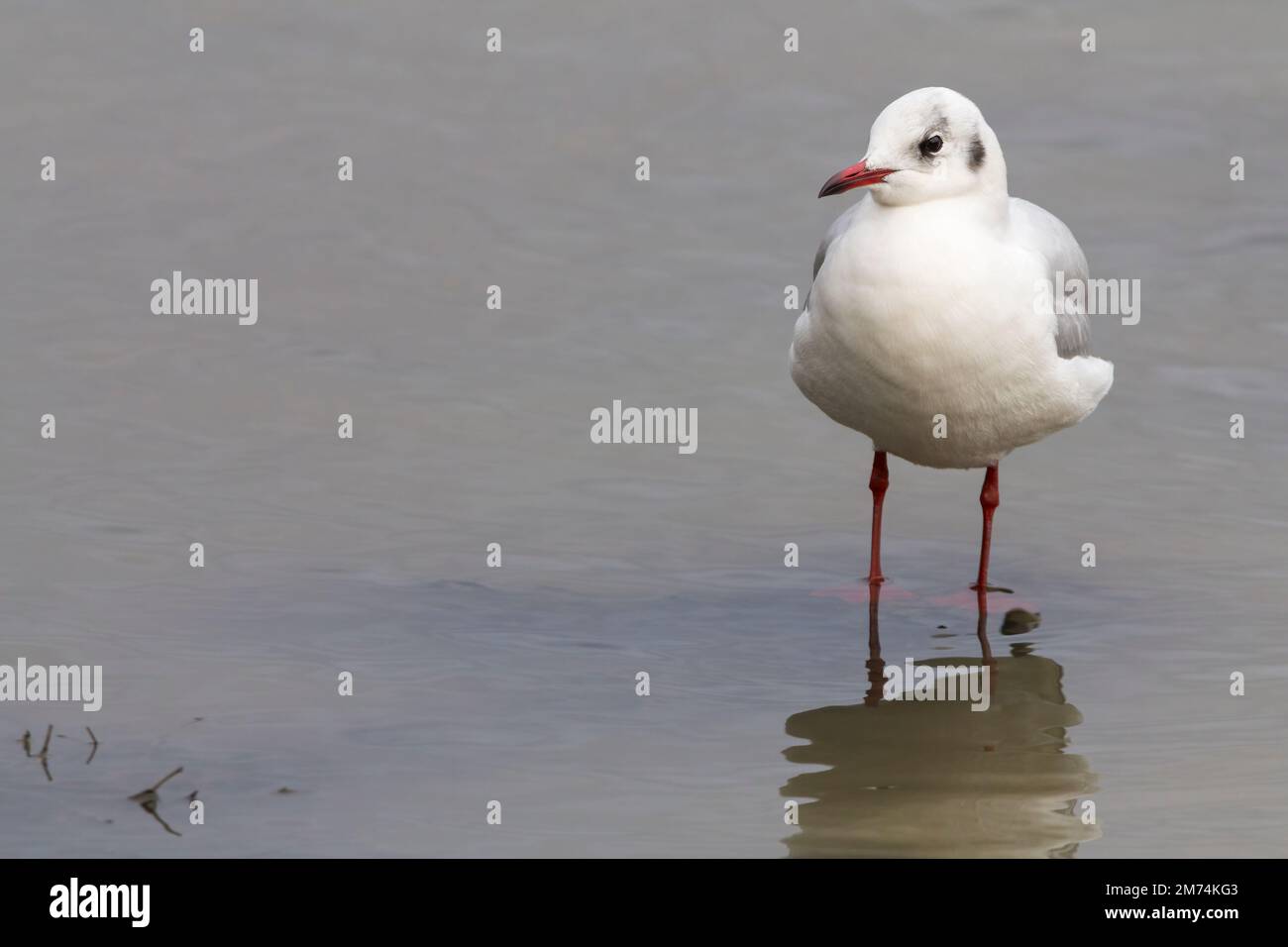 Plumage d'hiver à tête noire (larus ridibundus) avec des taches sombres derrière les yeux, l'été sera une cagoule brun chocolat blanc et gris rouge jambes et la facture Banque D'Images