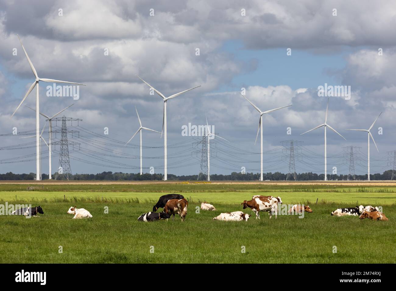 Campagne hollandaise à Groningen avec vaches, éoliennes et pylônes de puissance Banque D'Images
