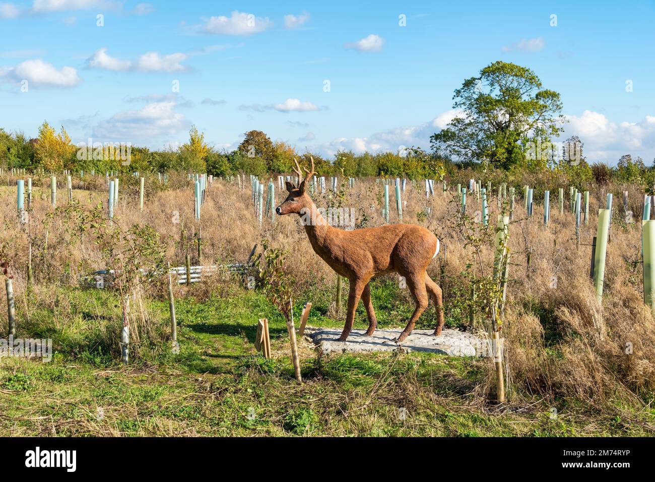 Statue de jeune cerf rouge Stag in Cherry Fields, Cherry willingham lincolnshire 2022 Banque D'Images