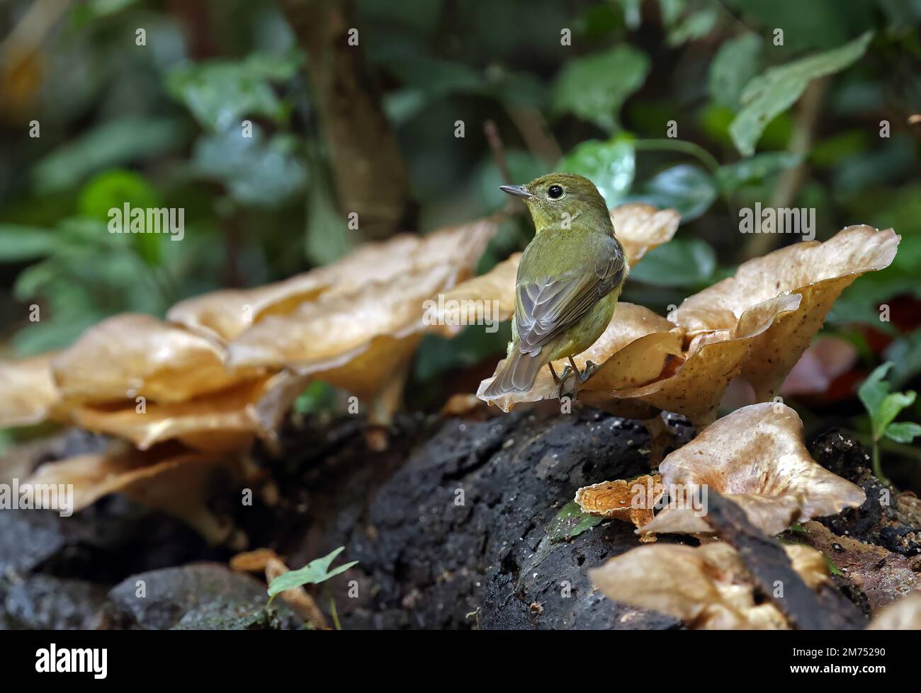 Flycatcher à dos vert (Ficedula elisae) adulte debout sur une bûche pourrie avec le champignon Di Linh, Vietnam. Décembre Banque D'Images