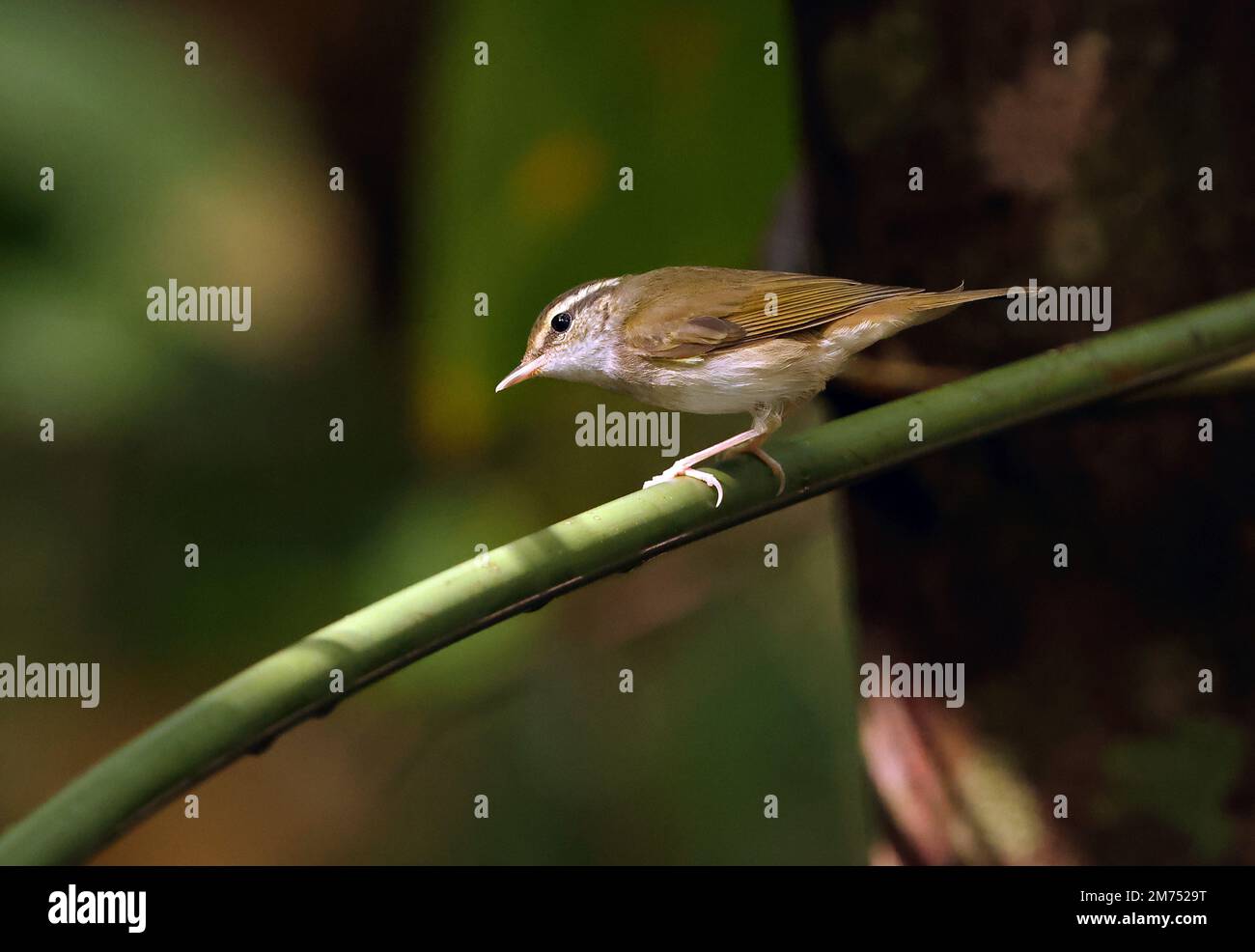 Paruline à feuilles à pattes pâles (Phylloscopus tenellipes) adulte perchée sur la tige de Tien de chat, Vietnam. Décembre Banque D'Images