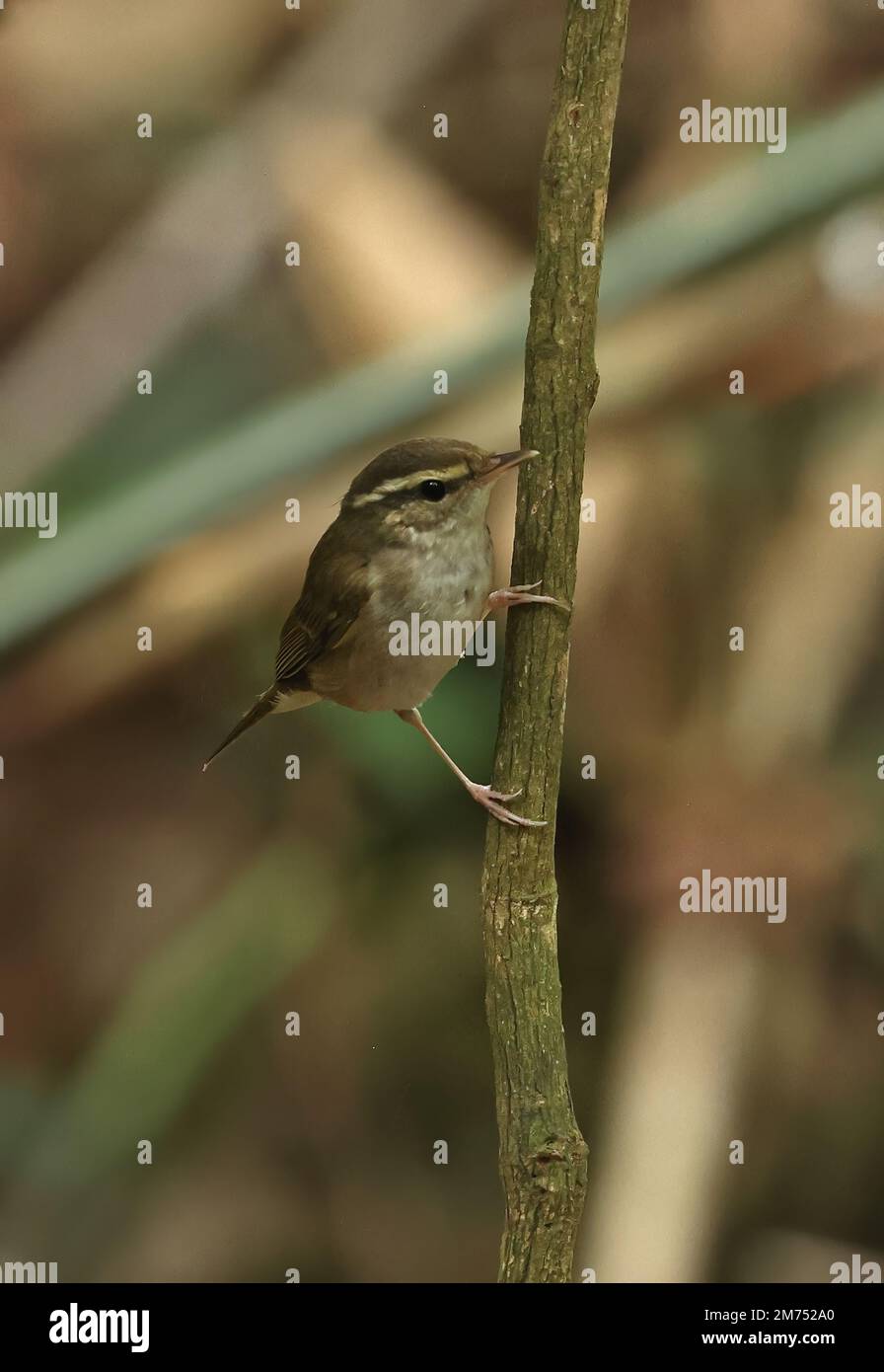 Paruline à feuilles à pattes pâles (Phylloscopus tenellipes) adulte accrochant à la tige de la tine de chat, Vietnam. Décembre Banque D'Images