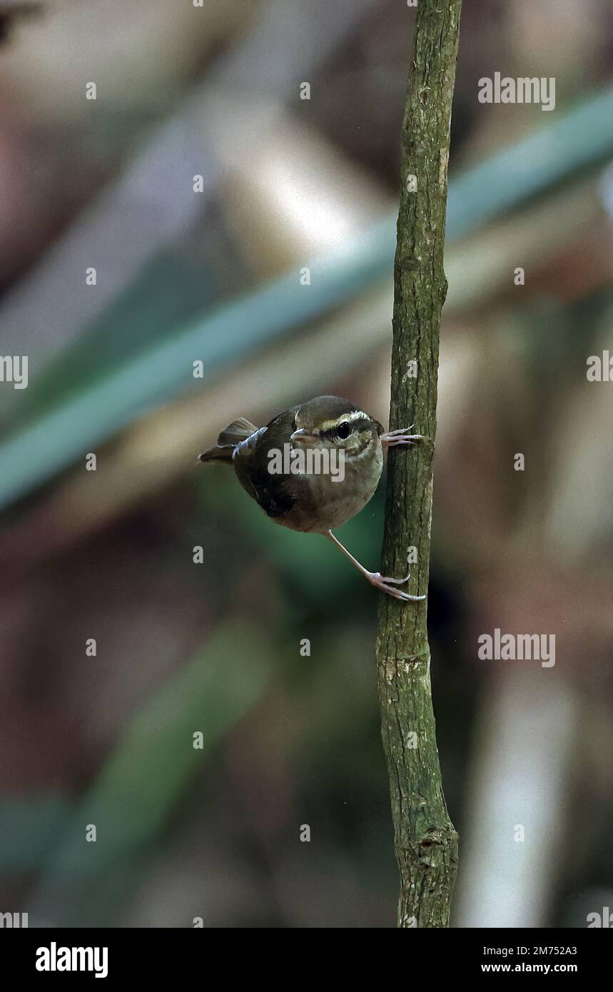 Paruline à feuilles à pattes pâles (Phylloscopus tenellipes) adulte accrochant à la tige de la tine de chat, Vietnam. Décembre Banque D'Images