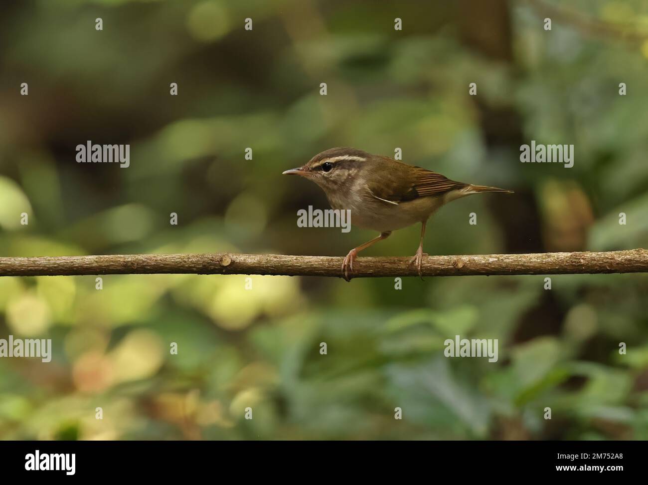 Paruline à pattes pâles (Phylloscopus tenellipes) adulte perchée sur la branche de Tien de chat, Vietnam. Décembre Banque D'Images