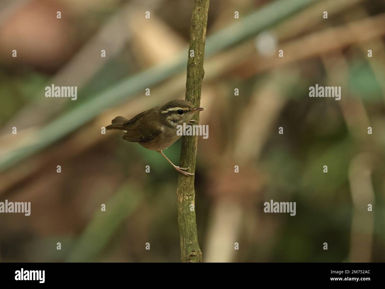 Paruline à feuilles à pattes pâles (Phylloscopus tenellipes) adulte accrochant à la tige de la tine de chat, Vietnam. Décembre Banque D'Images